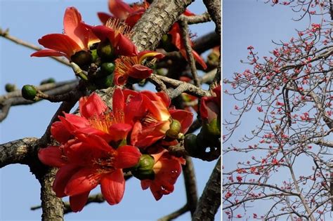 7 Philippine Native Trees You Need On Your Feed.